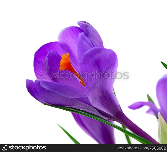 One blue crocuses flower close up isolated on white background. Blue crocuses flowers