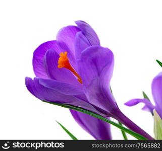 One blue crocuses flower close up isolated on white background. Blue crocuses flowers