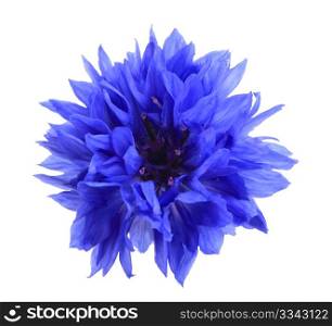 One blue flower isolated on white background. Close-up. Studio photography.