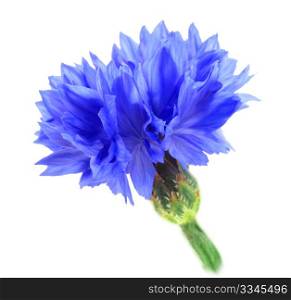 One blue flower isolated on white background. Close-up. Studio photography.