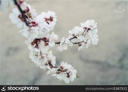 One branch of a Cherry covered with flowers. Spring blossom outdoors