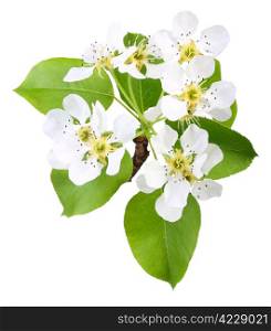 One branch of apple tree with green leaf and white flowers. Isolated on white background. Close-up. Studio photography.