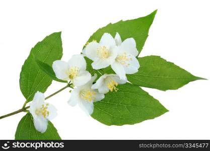 One branch of jasmin with green leaf and white flower. Isolated on white background. Close-up. Studio photography.