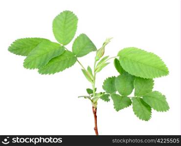 One branch with bud and green leaf of dog-rose. Isolated on white background. Close-up. Studio photography.
