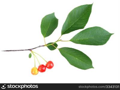 One branch with green leaf and cherrys. Isolated on white background. Close-up. Studio photography.