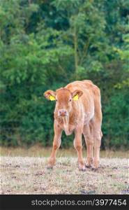 One brown calf standing in dry yellow meadow