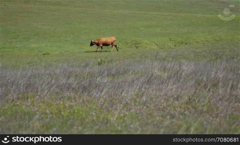 One brown cow walks across a field
