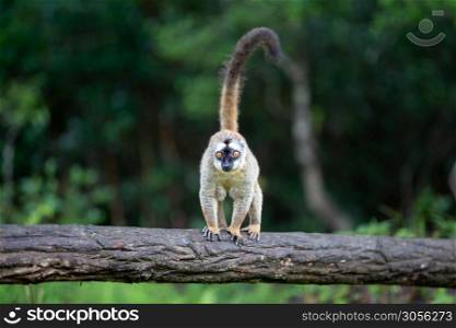One brown lemur stands on a tree trunk. A brown lemur stands on a tree trunk