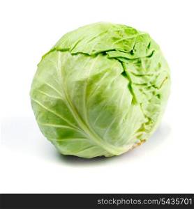 One cabbage yield isolated on white background.