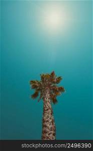 One california beach palm tree at summer hot day vintage color stylized with copy space and shining sun star