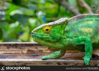 One chameleon in close-up in a national park on Madagascar. A chameleon in close-up in a national park on Madagascar