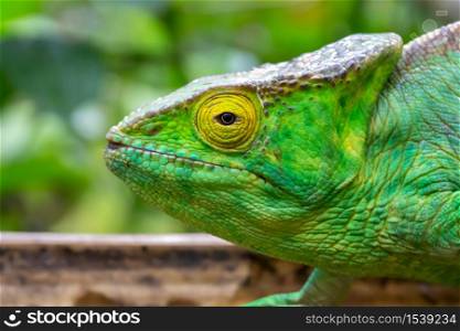 One chameleon in close-up in a national park on Madagascar. A chameleon in close-up in a national park on Madagascar