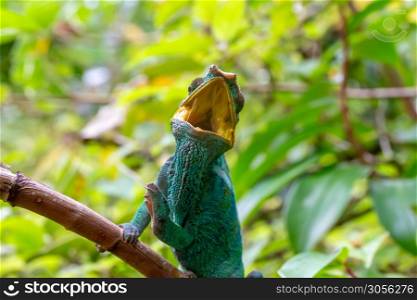 One chameleon on a branch in the rainforest of Madagascar. A chameleon on a branch in the rainforest of Madagascar