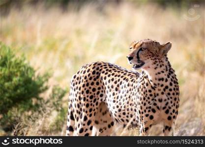 One cheetah in the grass in the savannah. A cheetah in the grass in the savannah