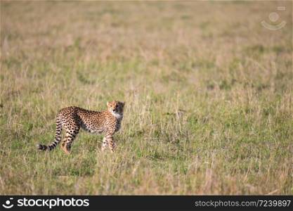 One cheetah in the grass landscape between the bushes. A cheetah in the grass landscape between the bushes