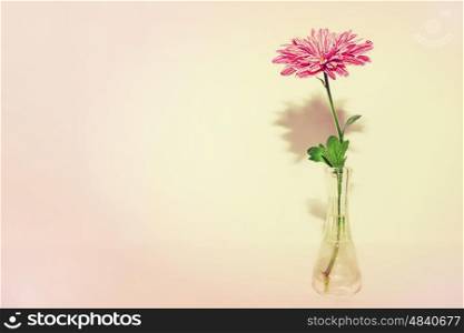 One chrysanthemum in glass vase on light pink background