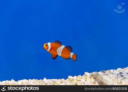 One clown fish on blue background swimming in aquarium