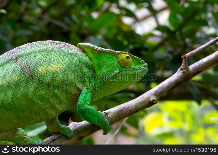 One Colorful chameleon on a branch in a national park on the island of Madagascar. Colorful chameleon on a branch in a national park on the island of Madagascar