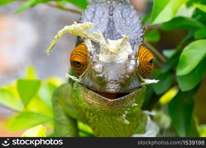 One Colorful chameleon on a branch in a national park on the island of Madagascar. Colorful chameleon on a branch in a national park on the island of Madagascar