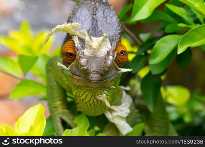 One Colorful chameleon on a branch in a national park on the island of Madagascar. Colorful chameleon on a branch in a national park on the island of Madagascar