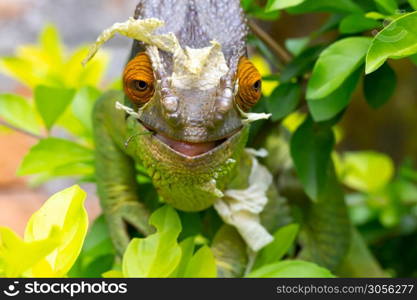 One Colorful chameleon on a branch in a national park on the island of Madagascar. Colorful chameleon on a branch in a national park on the island of Madagascar