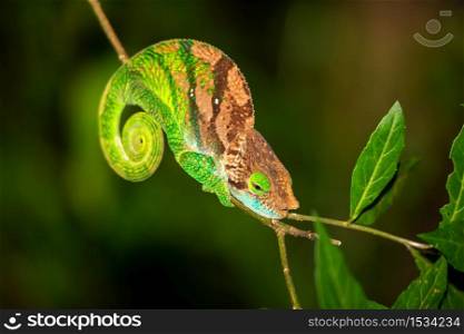 One Colorful chameleon on a branch of a tree. Colorful chameleon on a branch of a tree