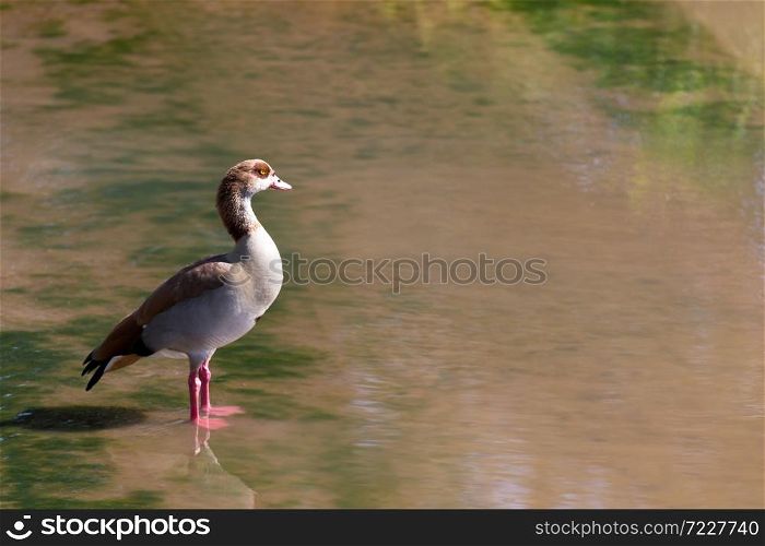 One colorful duck stands in the water. A colorful duck stands in the water