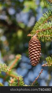 One conifer cone hanging off tree branch.