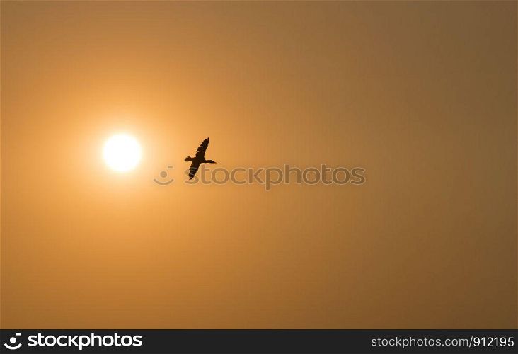 one cormorant bird fly during sunset with the sun left on the photo and copyspace for text