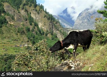 One cow and bush in mountain, Nepal