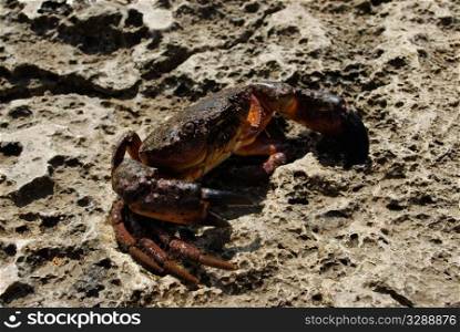 one crab on the stone. closeup