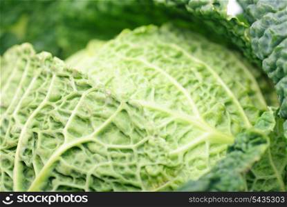 One curly cabbage yield isolated on white background.