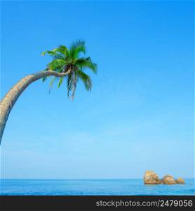 One curved palm tree hang over the sea on tropical beach at clean sunny summer day
