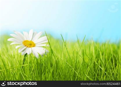 One daisy on green grass feild under blue sky. One daisy on green feild
