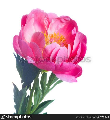 One dark pink fresh peony flower isolated on white background. Fresh peony flowers