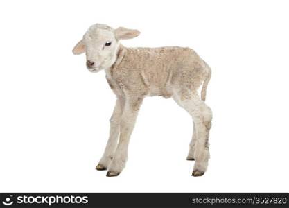 one day old Lamb. one day old Lamb in front of a white background