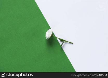 One delicate white daisy displayed part on a green paper and part on a white paper background.