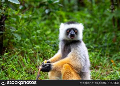 One diademed sifaka in its natural environment in the rainforest on the island of Madagascar. A diademed sifaka in its natural environment in the rainforest on the island of Madagascar