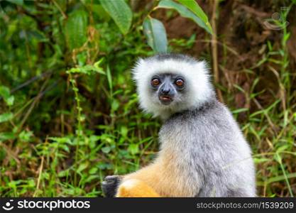 One diademed sifaka in its natural environment in the rainforest on the island of Madagascar. A diademed sifaka in its natural environment in the rainforest on the island of Madagascar