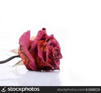 One dried red rose on a white background
