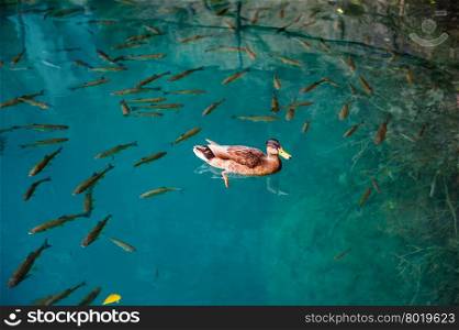 One duck and fishes in clear water of Plitvice Lakes, Croatia