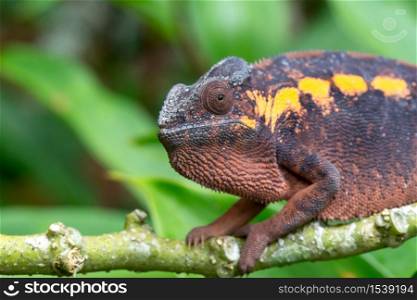 One earth-colored chameleon on a branch. An earth-colored chameleon on a branch