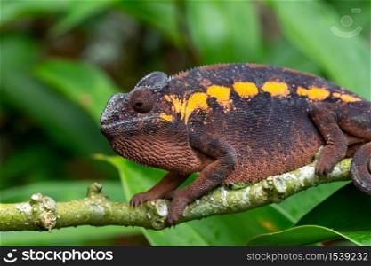 One earth-colored chameleon on a branch. An earth-colored chameleon on a branch