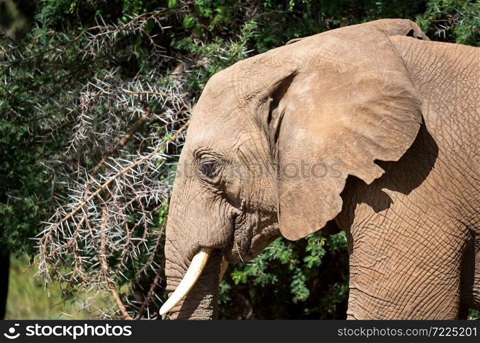 One elephant family goes through the bushes. An elephant family goes through the bushes