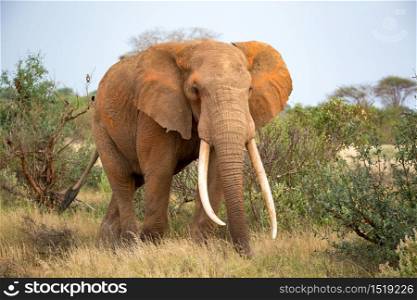 One elephant is walking between the bush. An elephant is walking between the bush