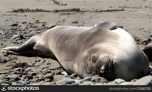 One Elephant seal sleeping near San Simeon California