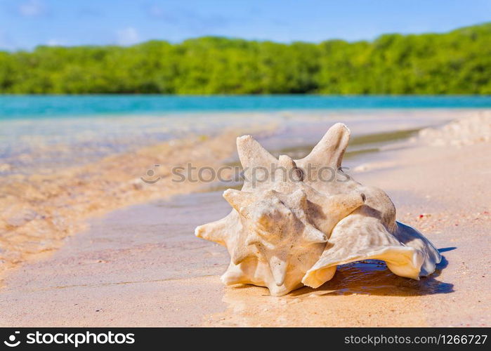 One empty karko shell lying on beach on coast with sea water