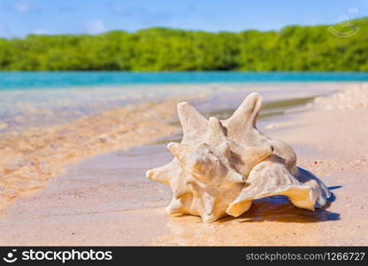 One empty karko shell lying on beach on coast with sea water