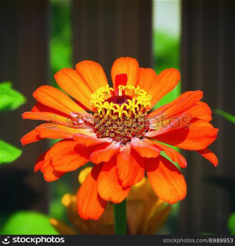 One fiery orange flower of Zinnia close-up in the garden on a sunny day. Selective focus, blurred vignette.