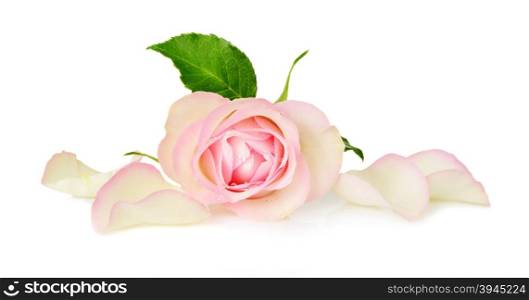 One flower pink roses covered with water drops, and a few delicate petals isolated on white background